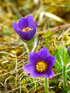 Flower purple blue