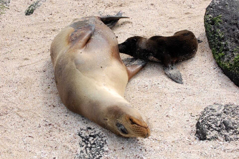 Offspring nursing nature
