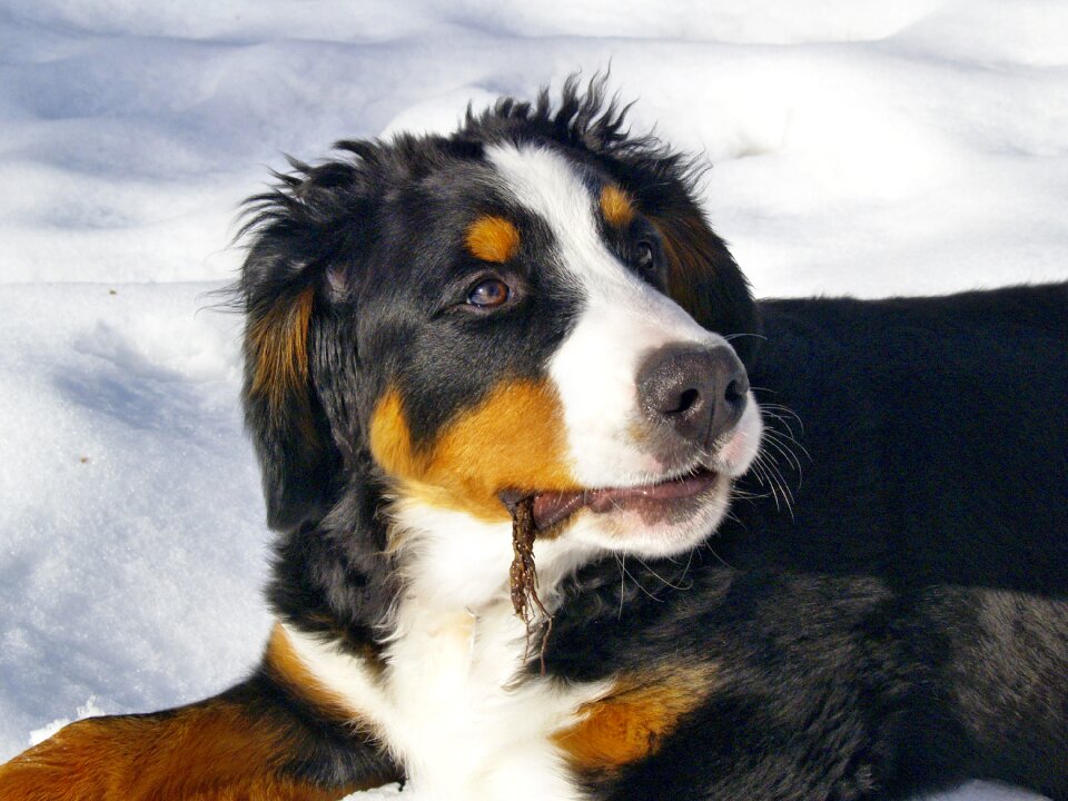 Dog pet berner sennenhund