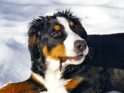 Dog pet berner sennenhund photo