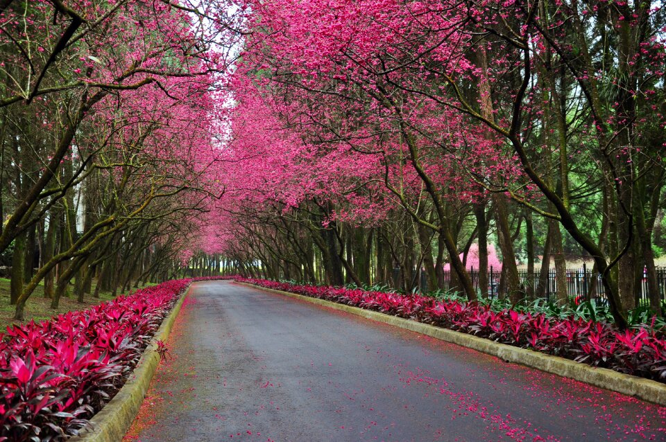 Trail flower landscape