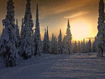Snow skihill trees