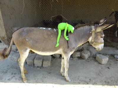 Donkey ride beast of burden