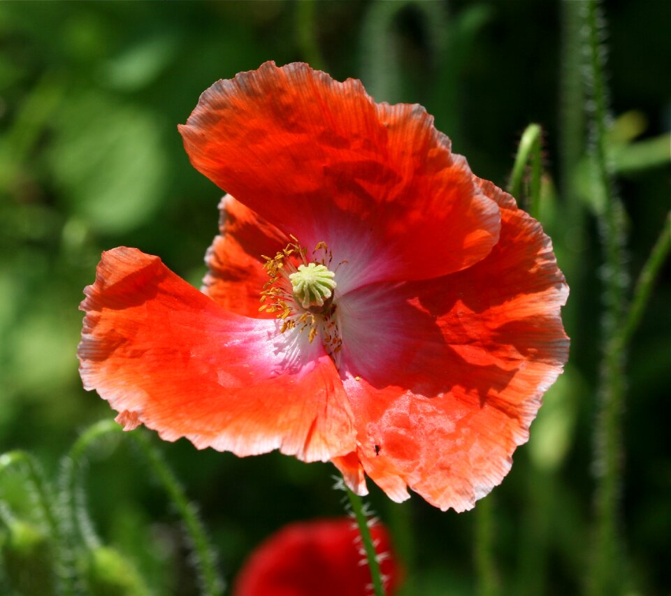 Poppies blossoms blooms photo