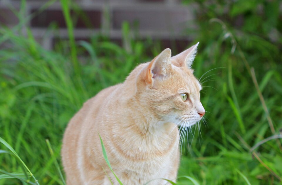 Pet animal world animal