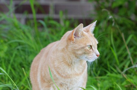 Pet animal world animal