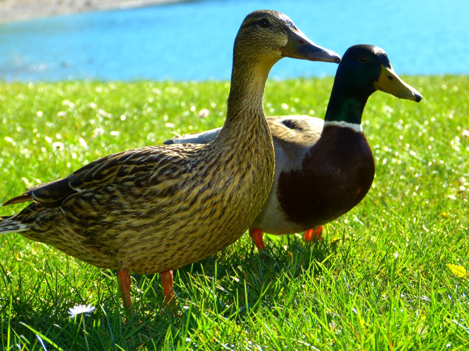 Bird nature water