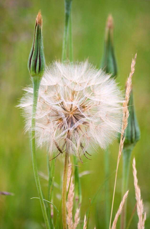 Close-up delicate weed