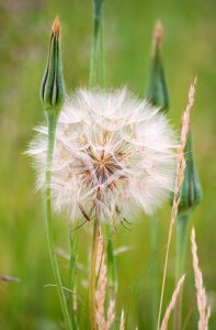 Close-up delicate weed
