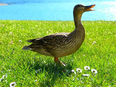 Bird nature water