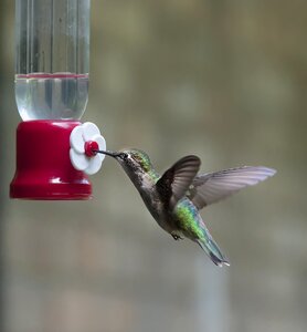 Wing fluttering gray birds