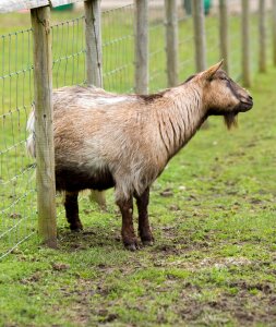 Scratching fence animal