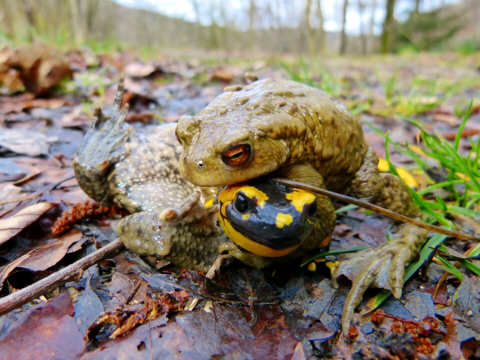 Mating season error problem