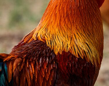 Cock hackle feathers cape feathers