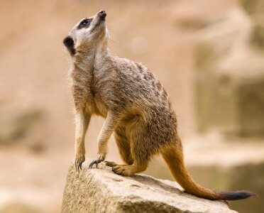 Mammal suricate suricata