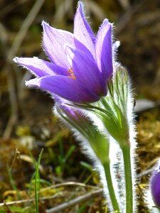 Flower purple blue