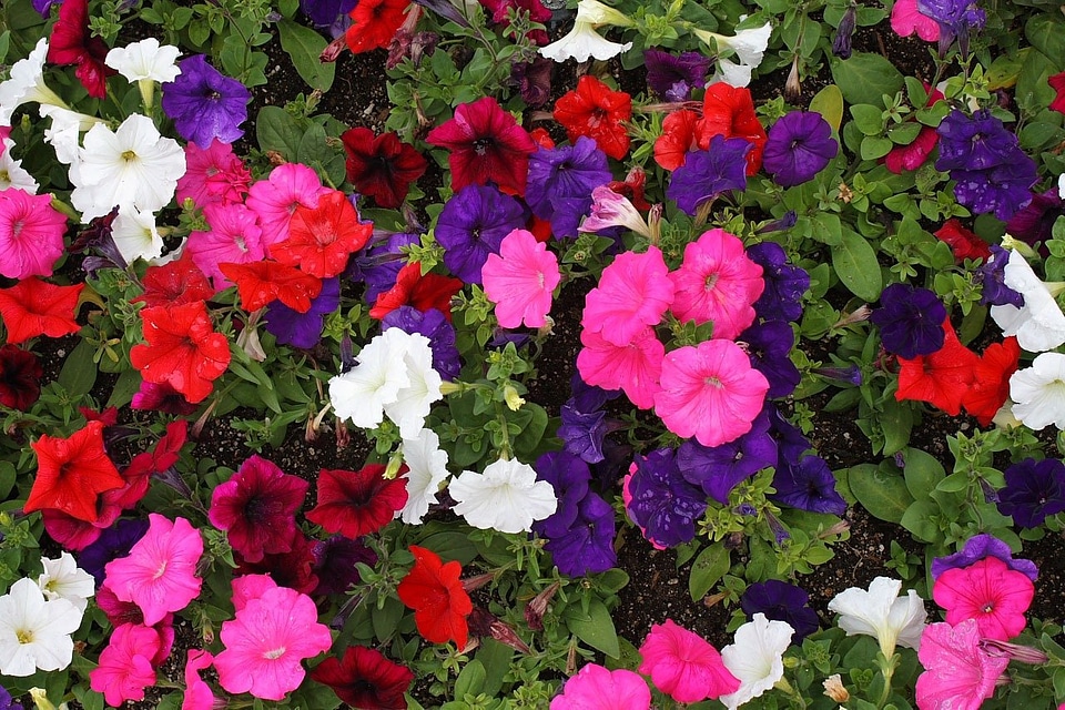 Petunia flower colours