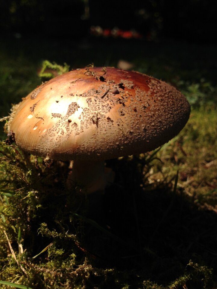 Autumn food forest plant
