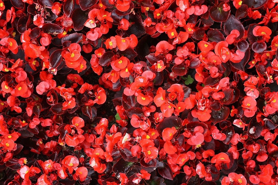 Begonia flower plant