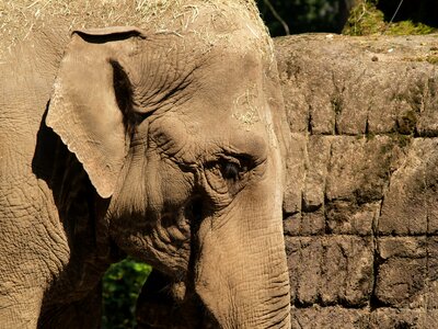 Zoo animal proboscis