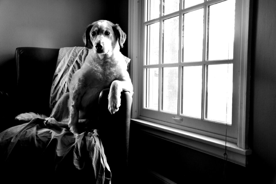 Pet canine domestic