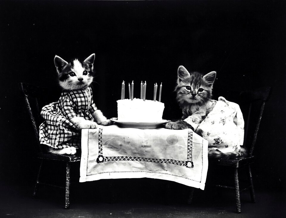 Kittens dressed clothed