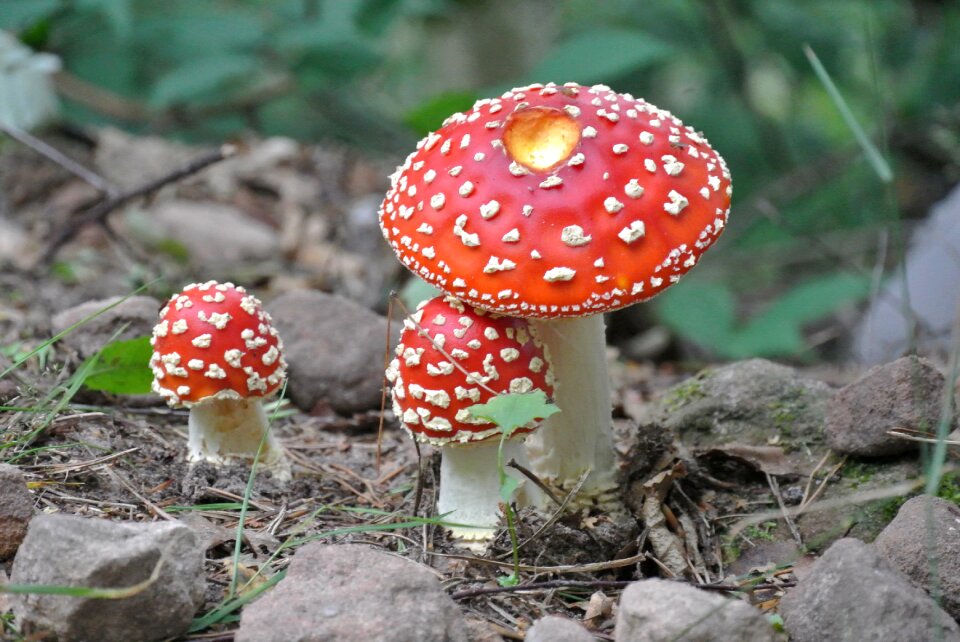 Toxic autumn nature