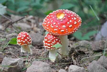 Toxic autumn nature