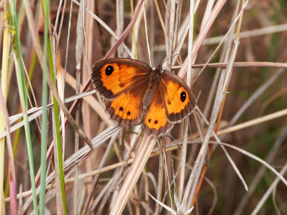 Butterfly insect animal