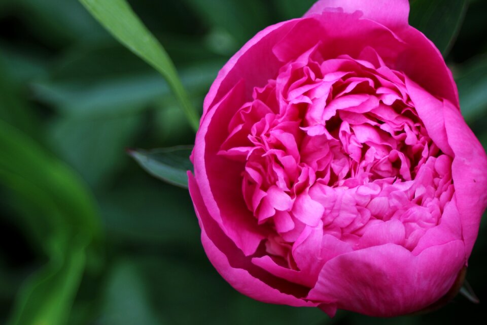 Bloom flower plant