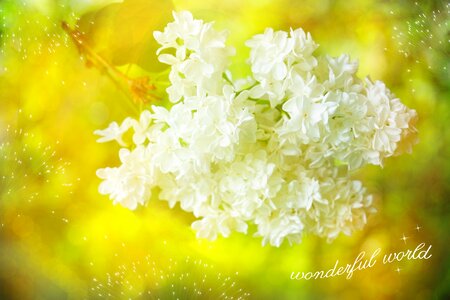 Bloom font greeting card