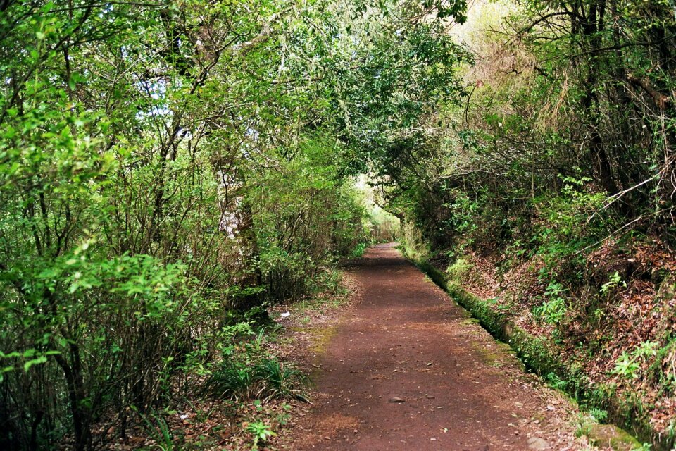 Summit levada eucalyptus forest