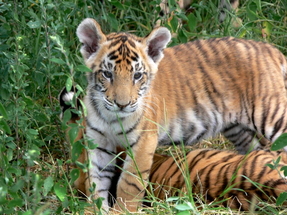 Stripes wild wild animal