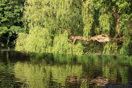 Lake water nature