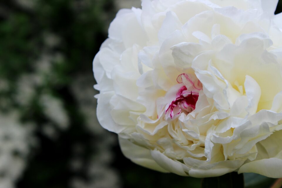 Bloom flower plant