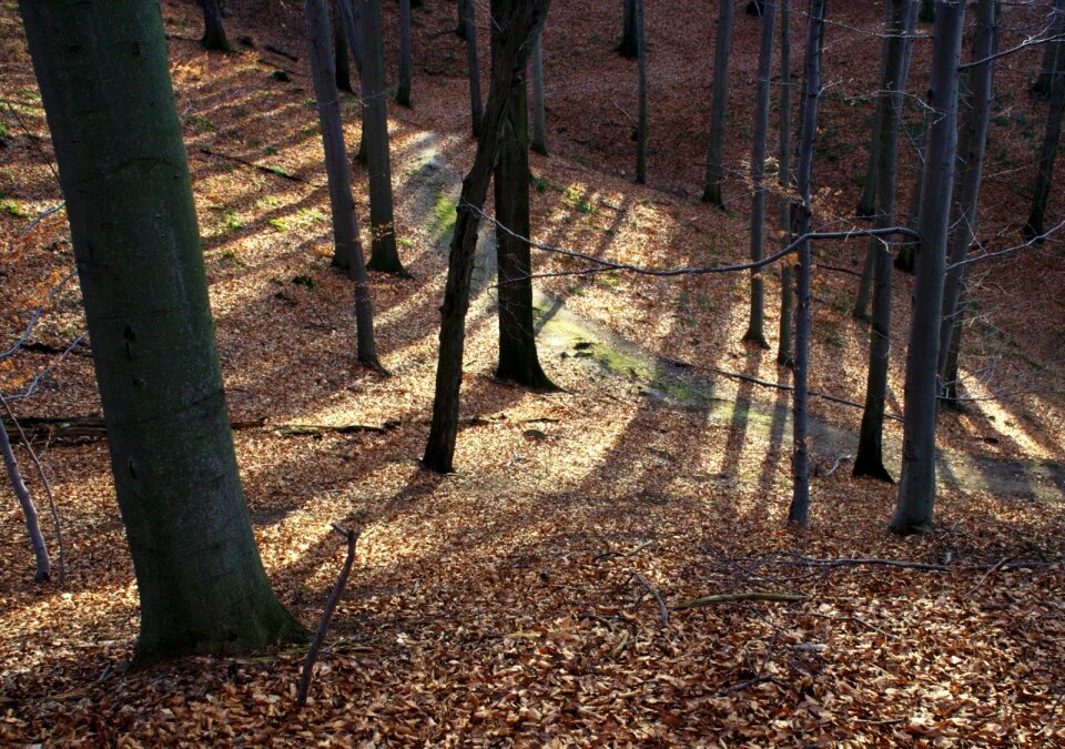Autumn forest run shadow