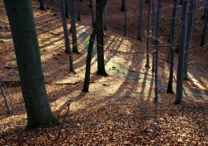 Autumn forest run shadow