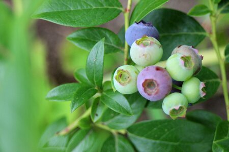 Berry bickbeere plant photo