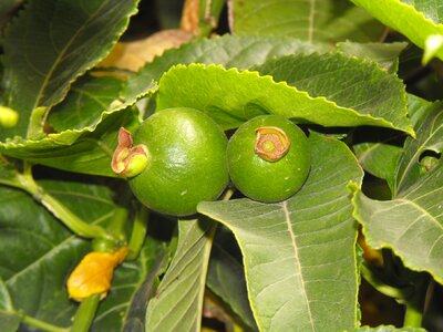 Fruit juicy food