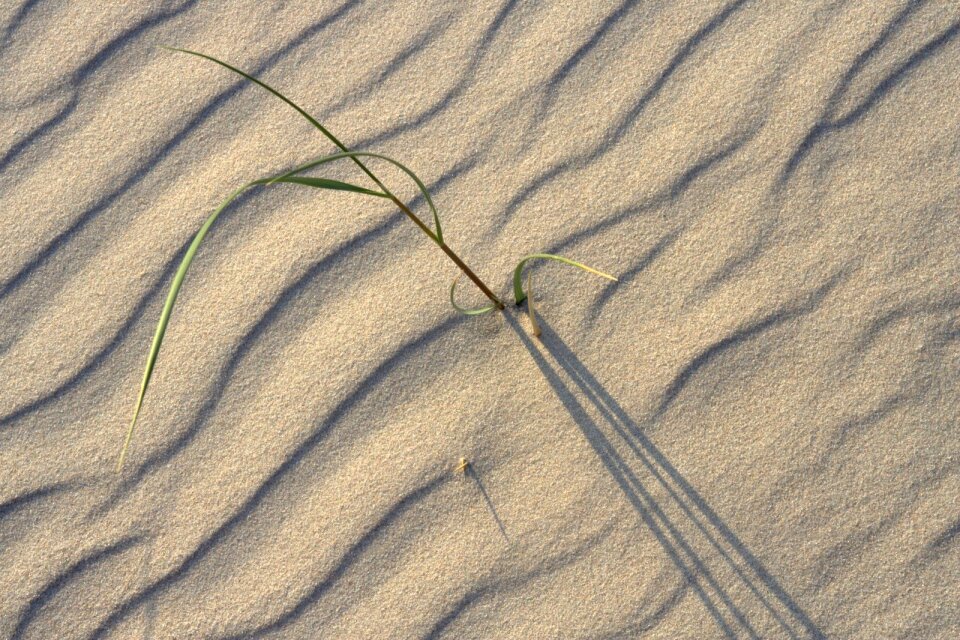 Sea plant grass