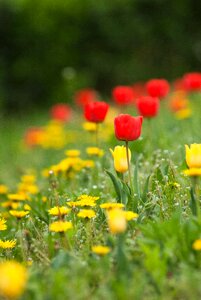 Floral plants natural