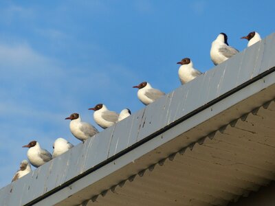 Sit black headed gulls chroicocephalus ridibundus photo