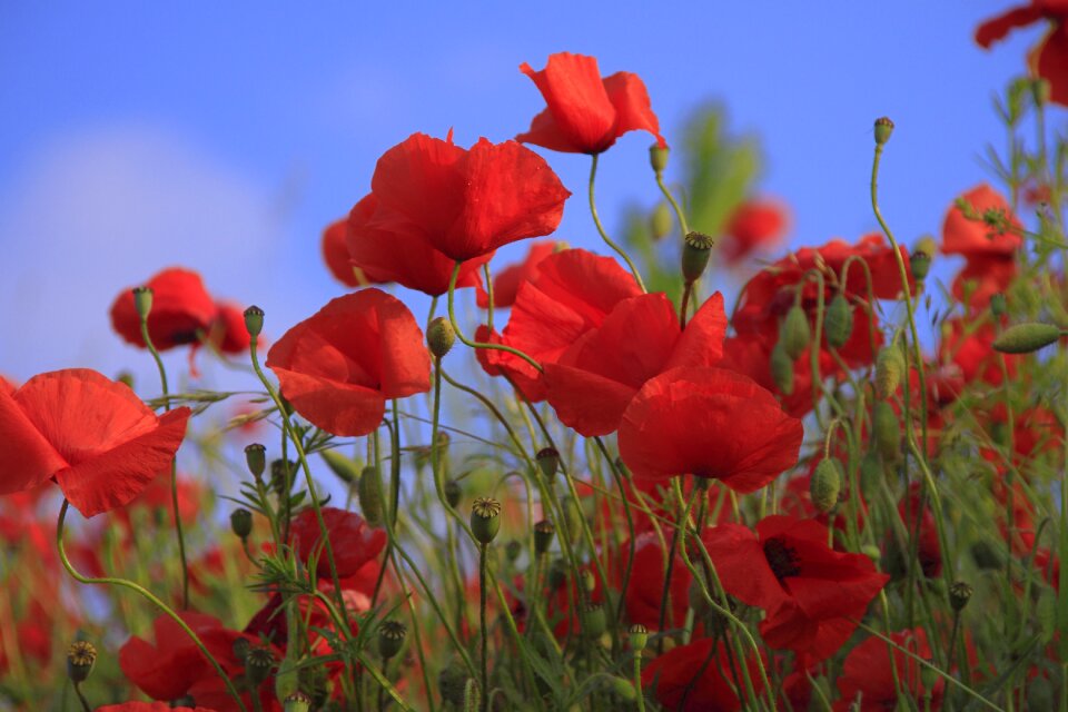 Field summer flower
