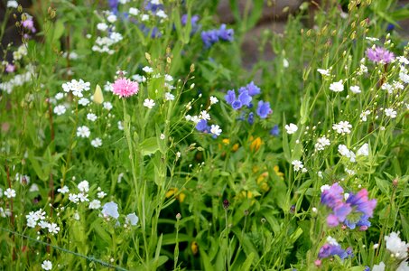 Flower summer blue photo