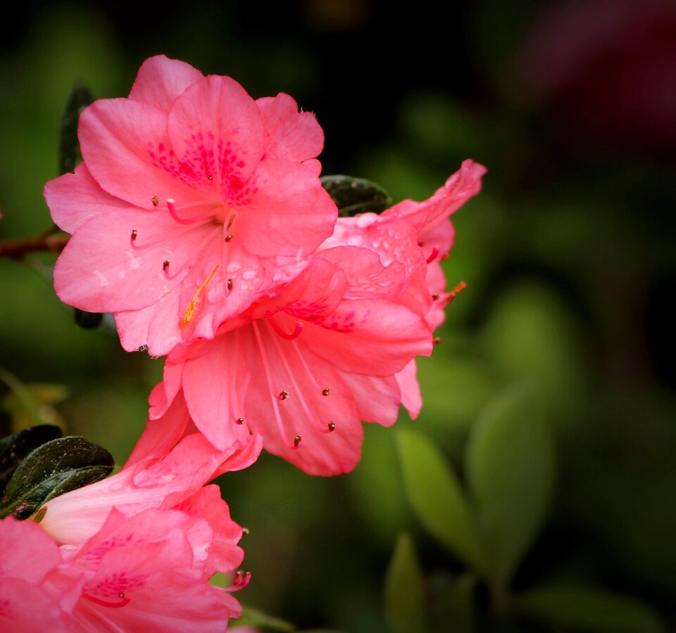 Shrub evergreen spring flowers