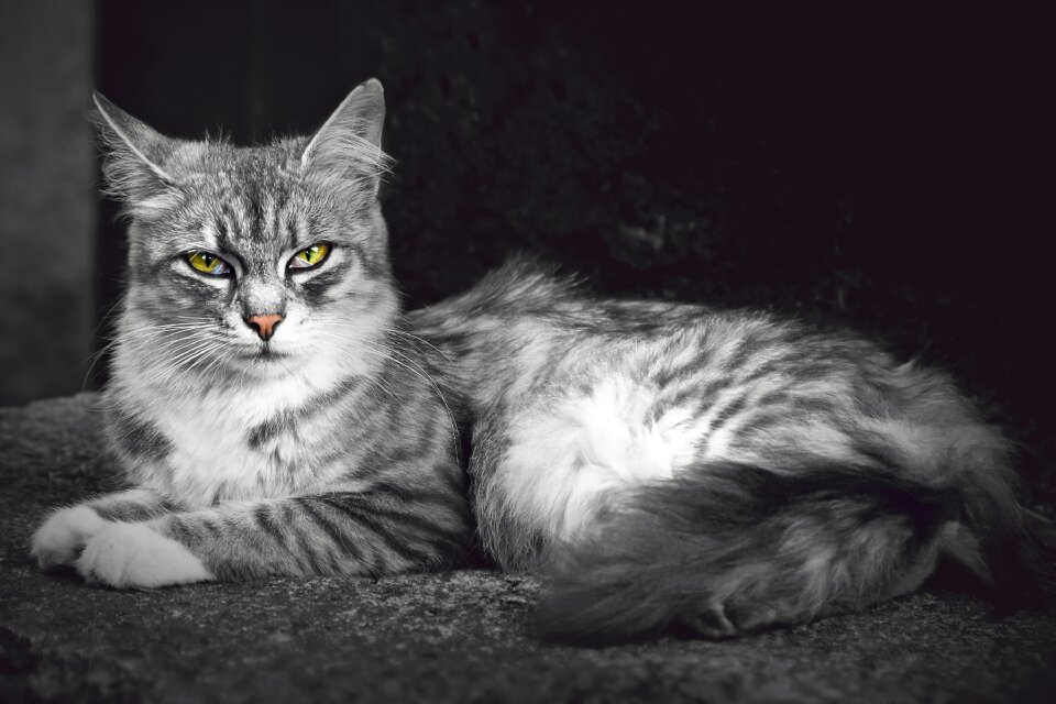 Domestic cat cat's eyes black and white