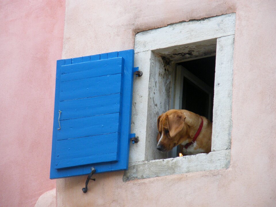 Look historic center animals