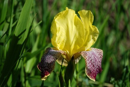 Flower plant summer photo