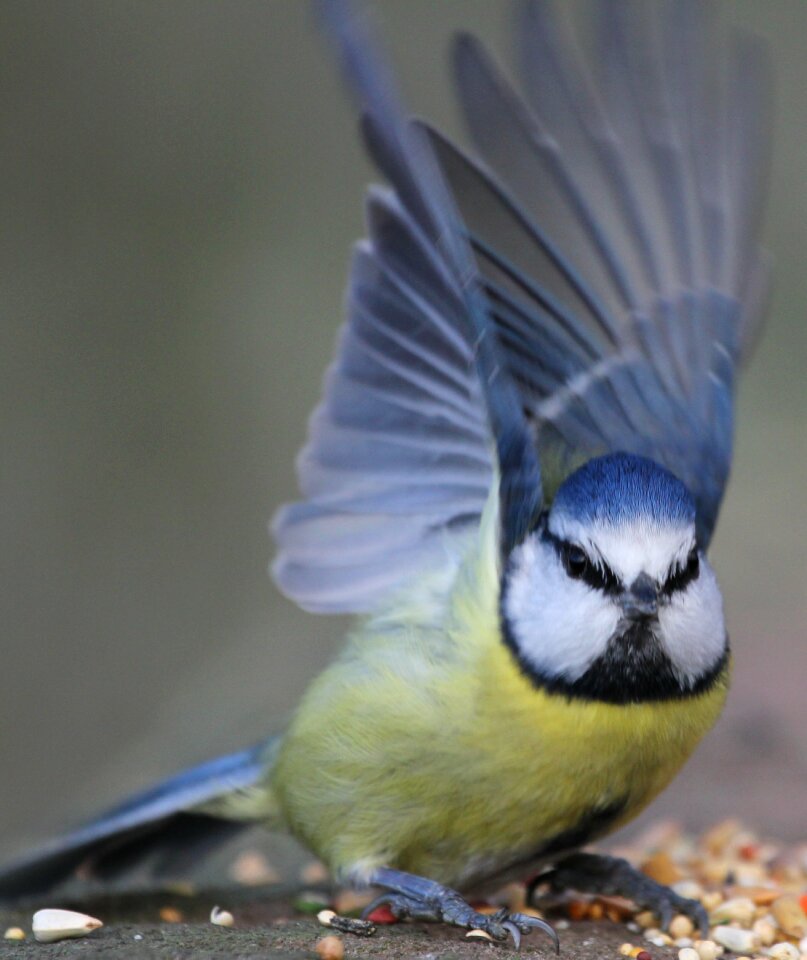 Wings feather wildlife