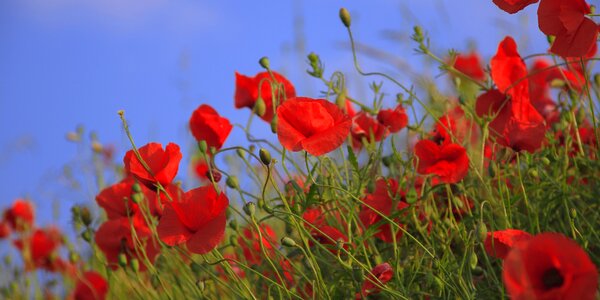 Field summer flower photo